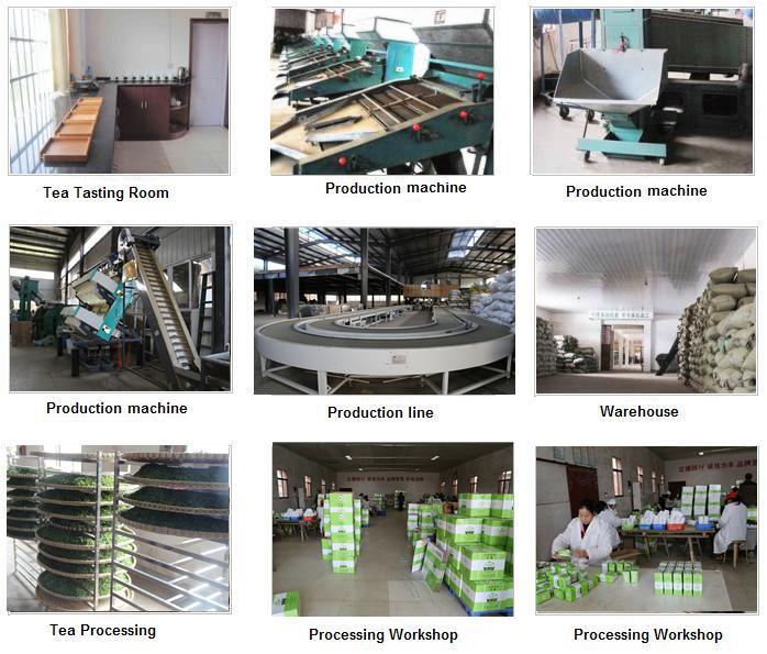 Factory Price Customzied Quality Gunpowder Green Tea 9372 for Wholesale