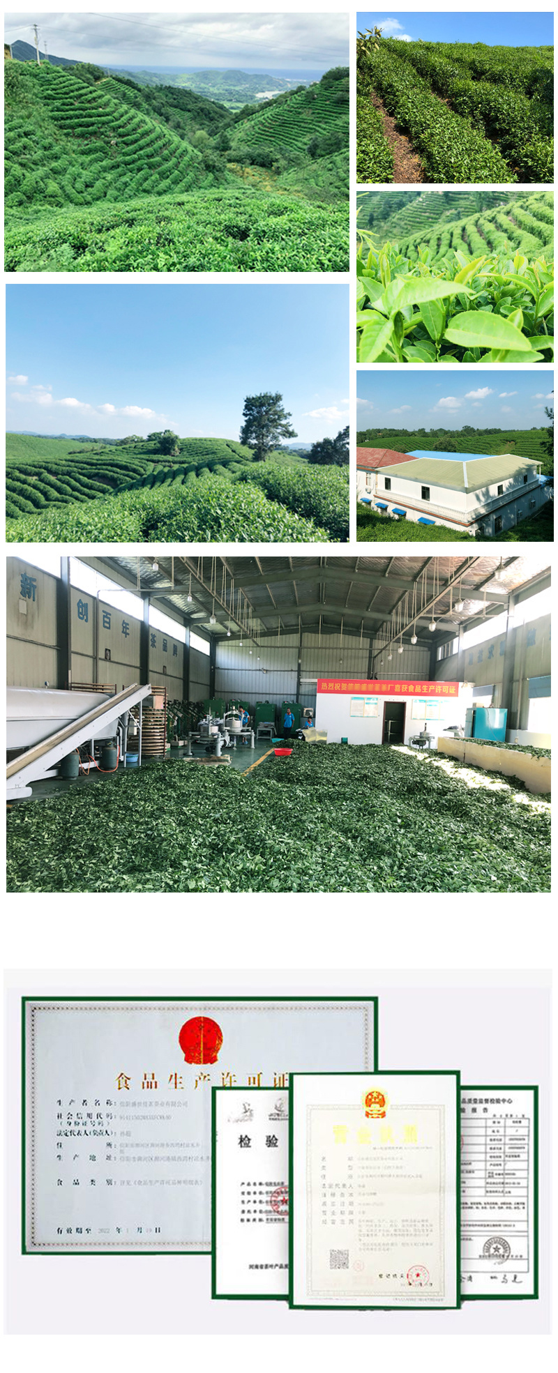 Pupular Selling Green Tea with 100% Organic and High Quality
