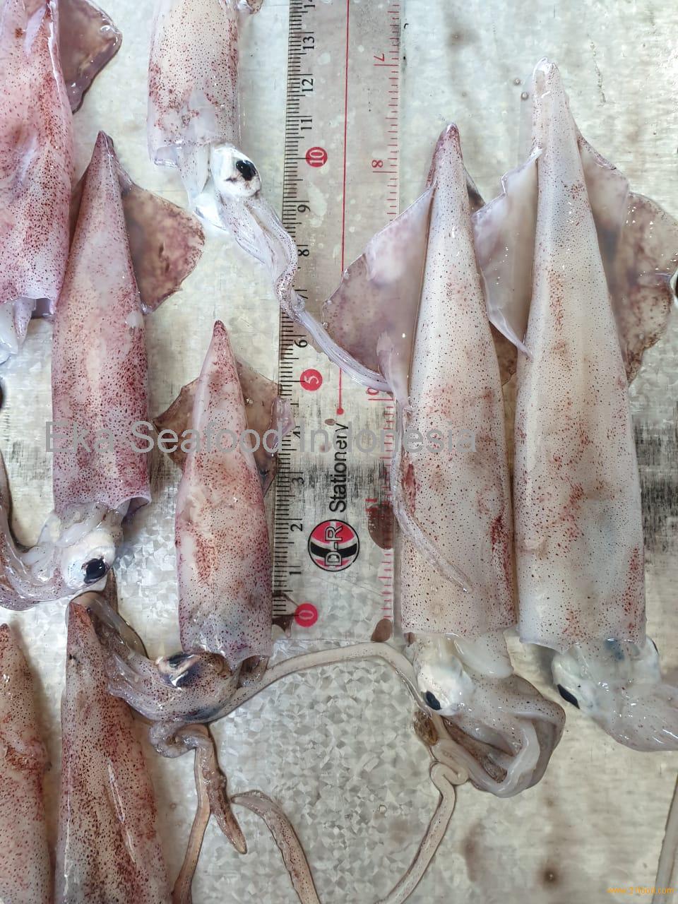 Frozen Squid,Indonesia Un Brand price supplier - 21food