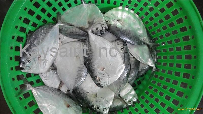 moonfish wr(Mene Maculata)