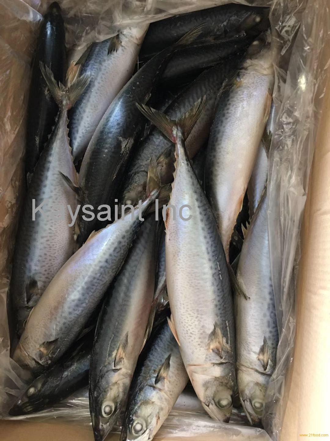 sea frozen pacific mackerel wr(10kg carton)