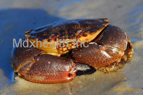 crabs shells lithium mercenaria menippe waterways southwest claws seafoods