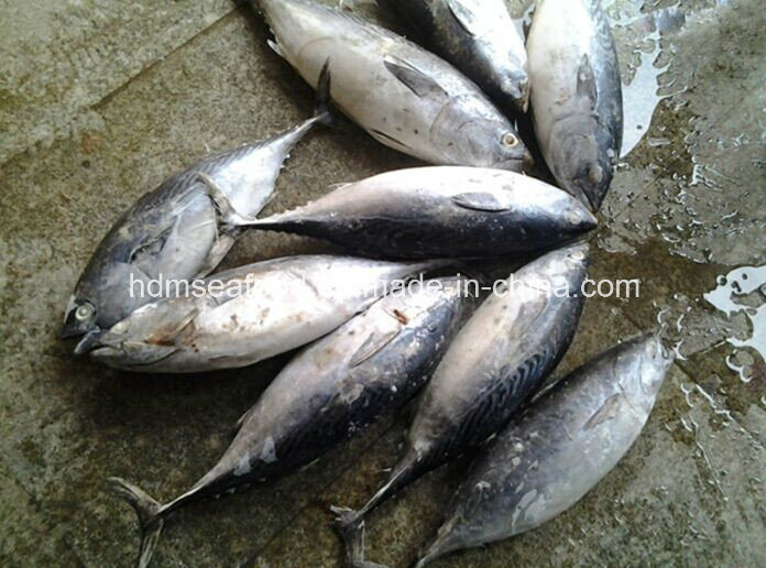 W/R Super Frozen Black Skipjack Fish