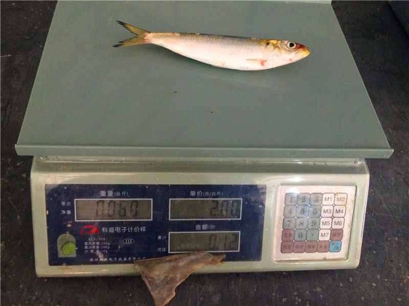 Frozen Sardine Seafood Fish for Bait