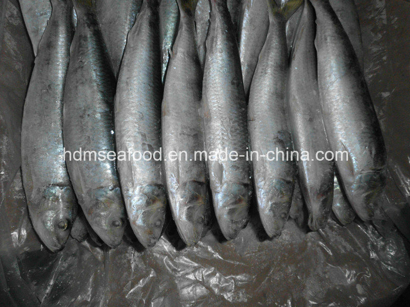 High Quality Fish Big Size Sardine for Bait (Sardinella aurita)