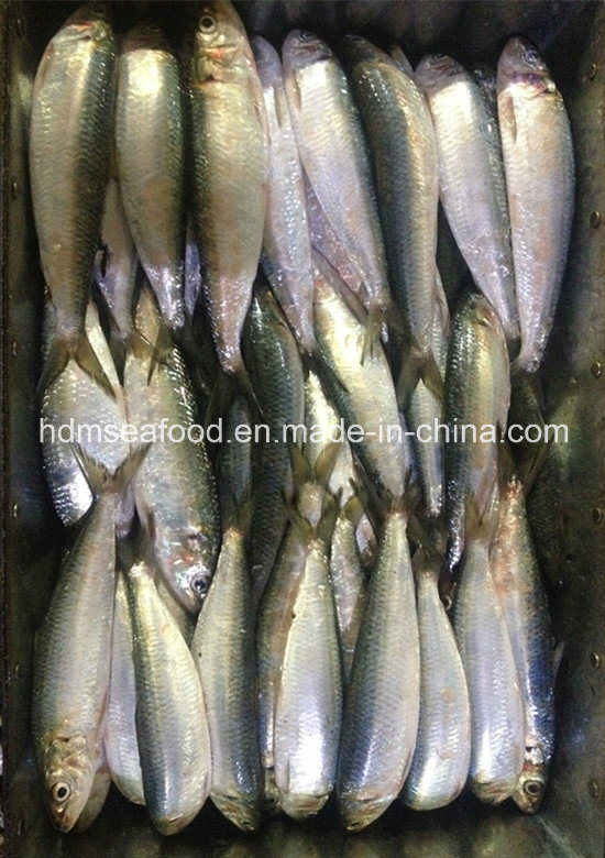 Сардина Фото Рыбы