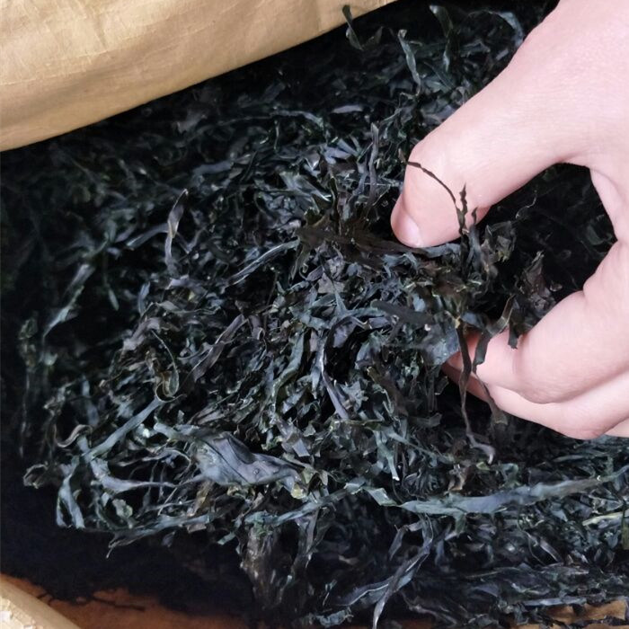Machine Dried Kelp Seaweed Fresh Water Washed Kelp