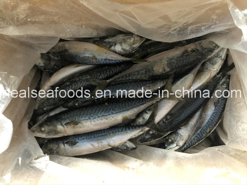 Frozen North Pacific Mackerel 200/300g for Sale