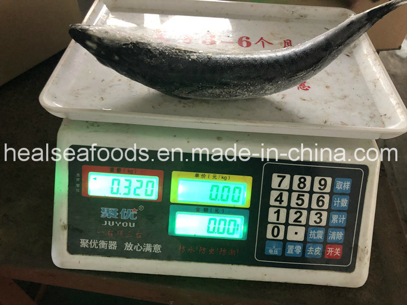 Frozen North Pacific Mackerel 200/300g for Sale