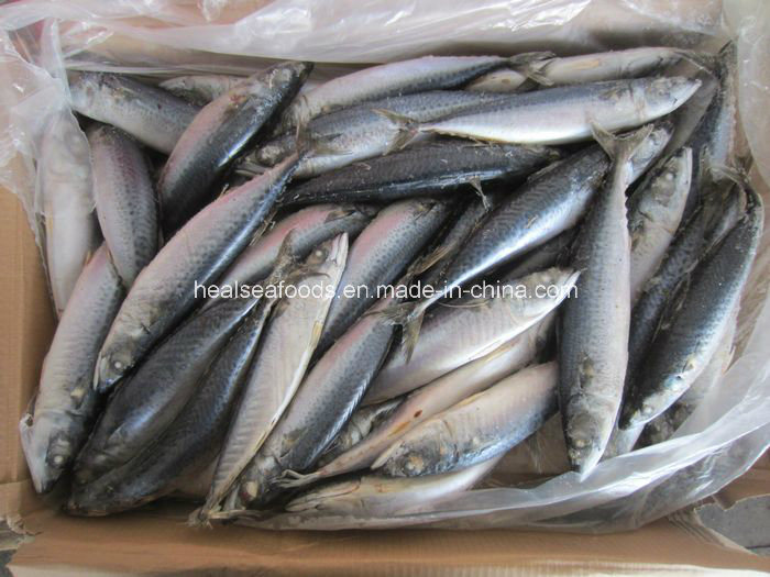 Африканский рынок замороженной рыбы тихоокеанская скумбрия (scomber scombrus)