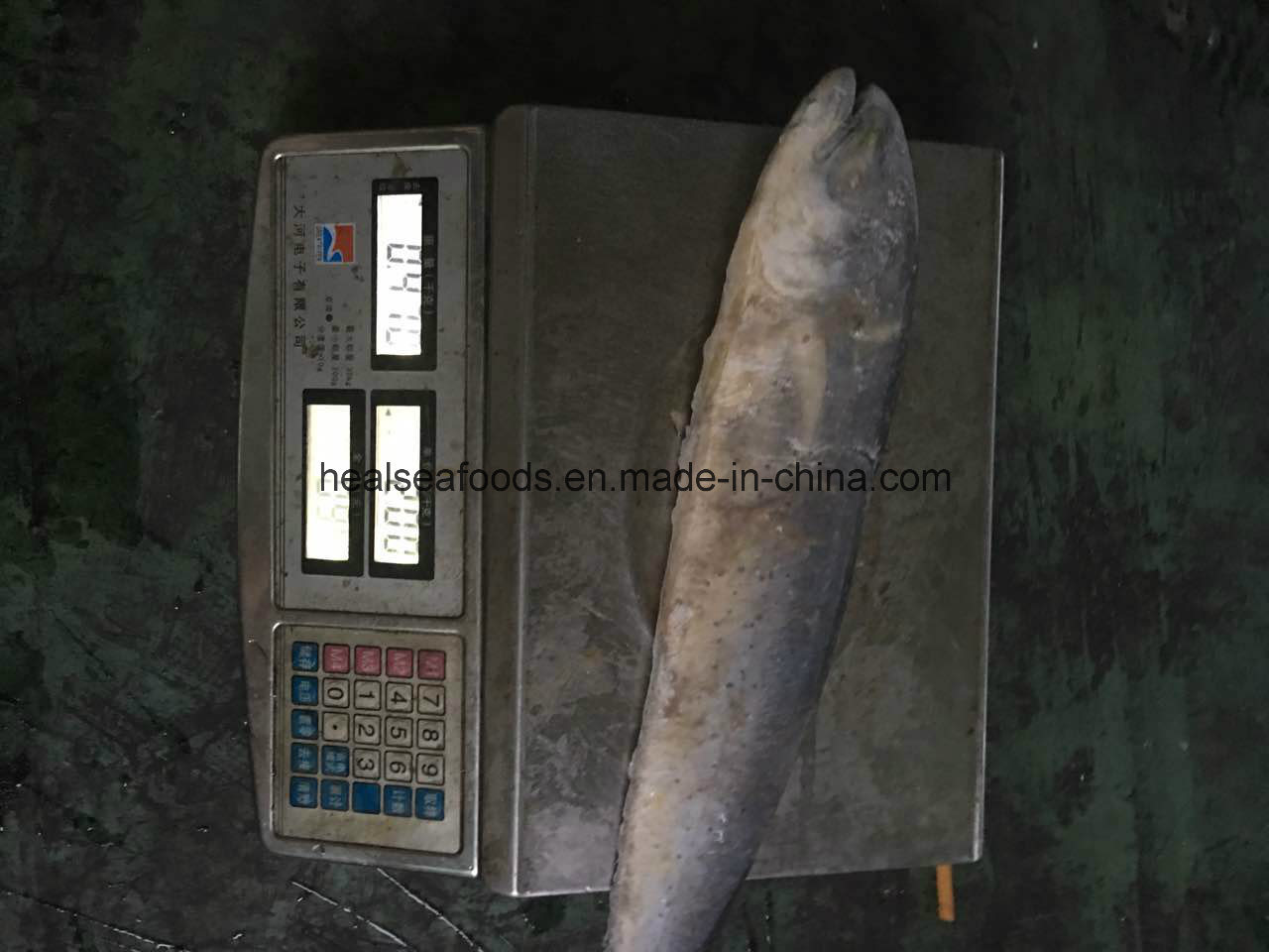 Mahi Seafood Frozen Fish Fillet Mahi Mahi Wholesale Price