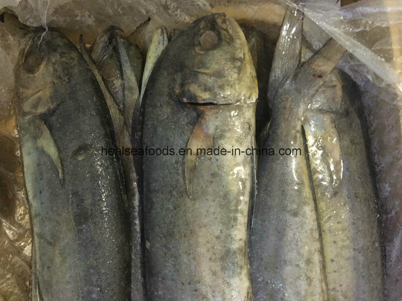 Mahi Seafood Frozen Fish Fillet Mahi Mahi Wholesale Price