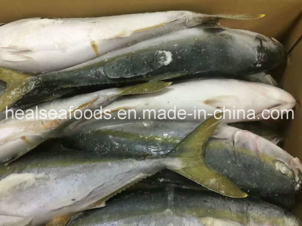 Frozen Yellow Tail 500 700g For Sale China Price Supplier 21food