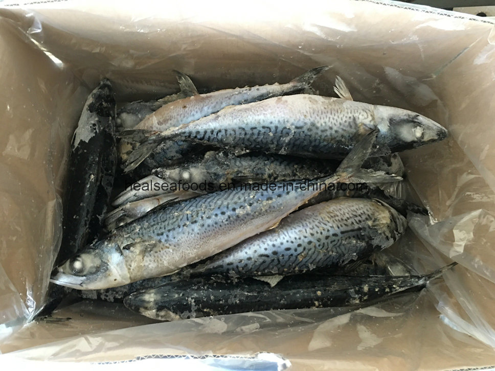 Frozen Mackerel with High Fact Content (150-250g/PC)
