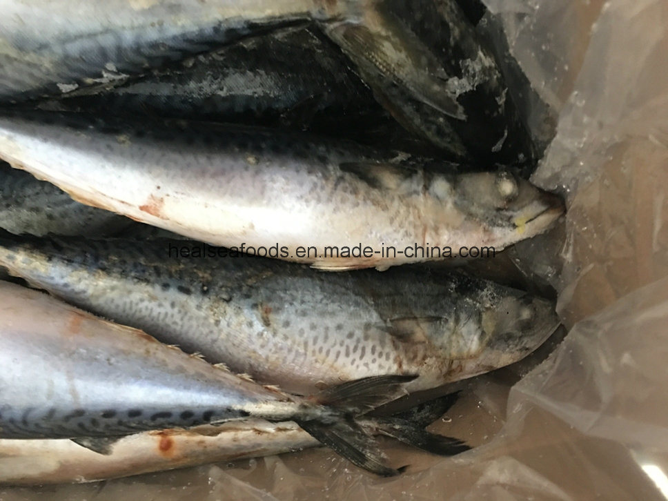 Frozen Mackerel with High Fact Content (150-250g/PC)