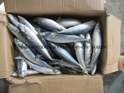Frozen Mackerel with High Fact Content (150-250g/PC)