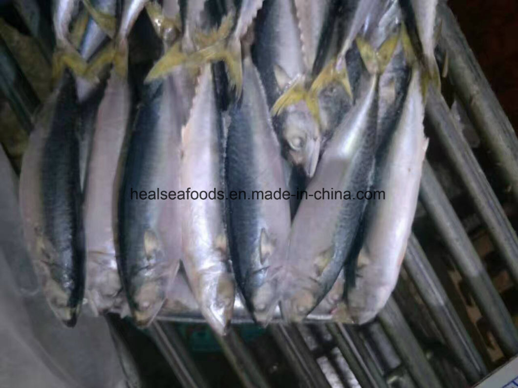 New Landing Pacific Mackerel Fish for Dar Es Salaam Transit to Congo