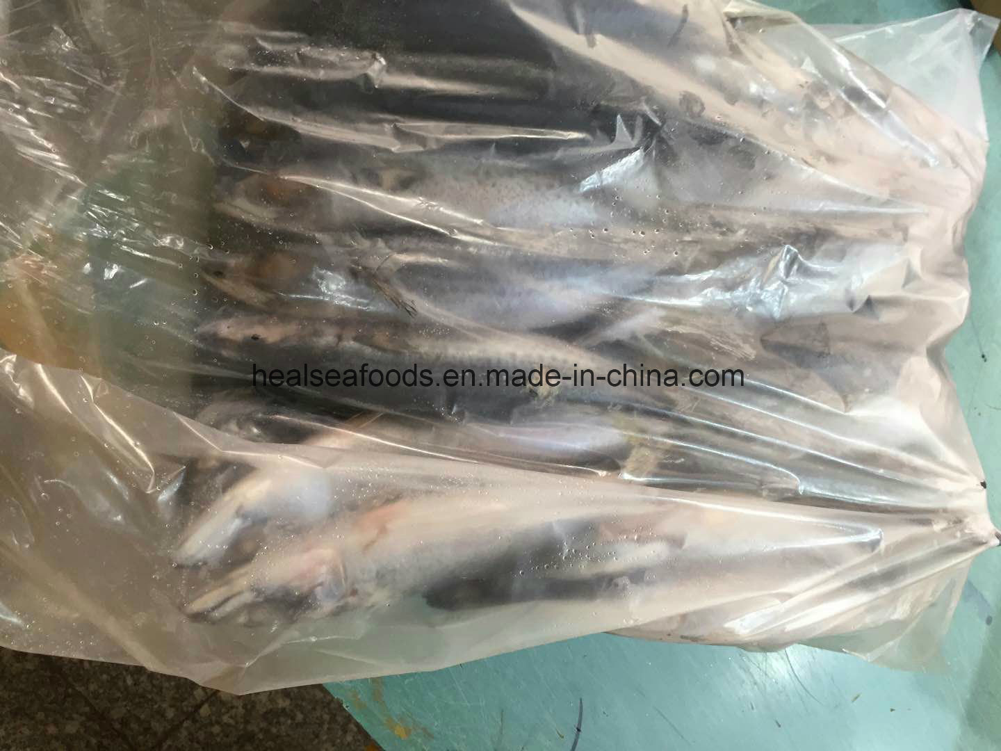 New Landing Pacific Mackerel Fish for Dar Es Salaam Transit to Congo