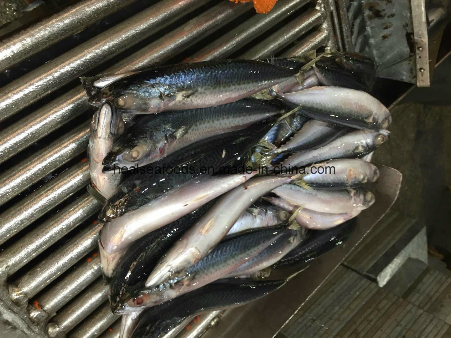 New Landing Pacific Mackerel Fish for Dar Es Salaam Transit to Congo
