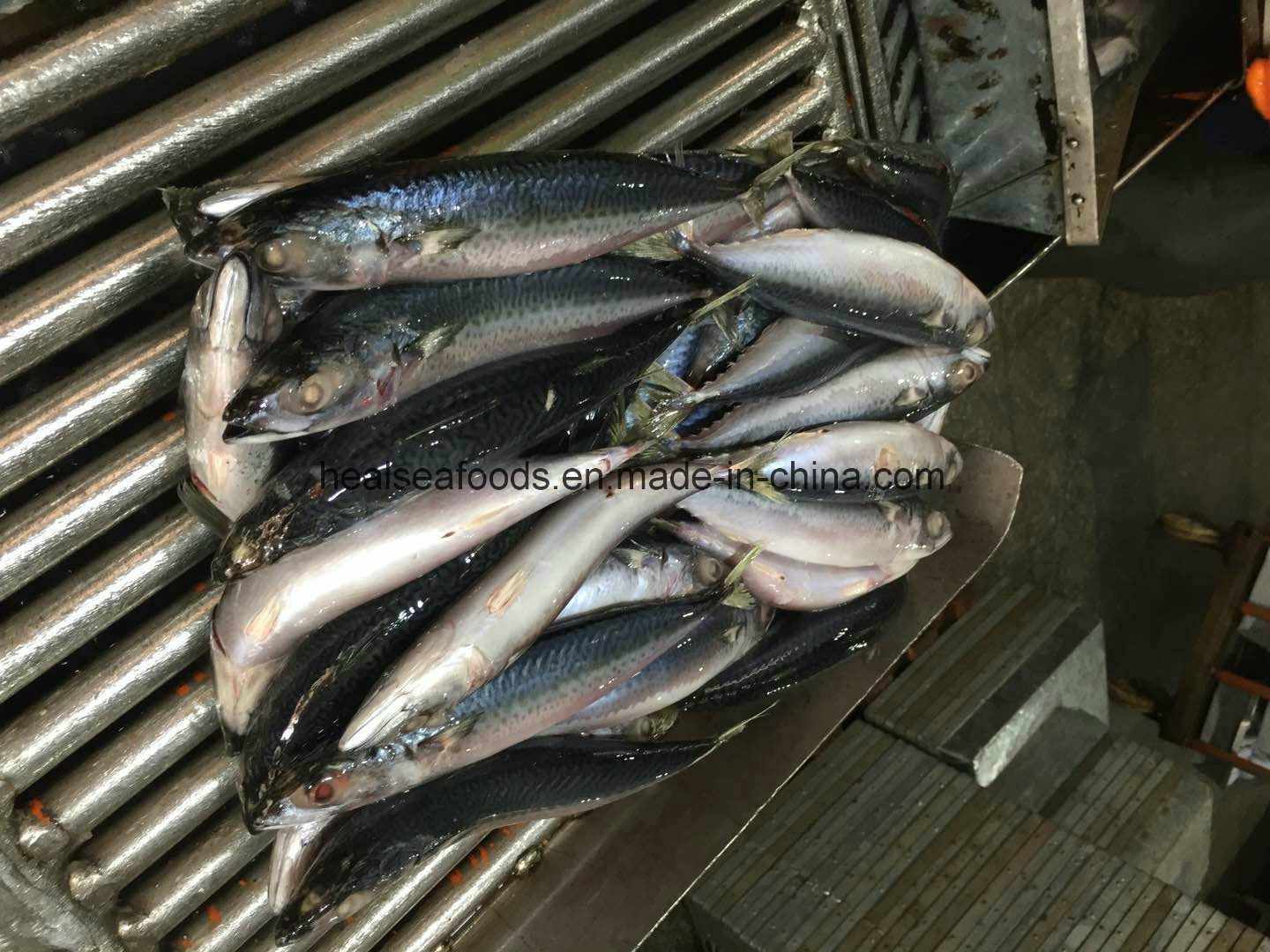 New Landing Pacific Mackerel Fish for Dar Es Salaam Transit to Congo
