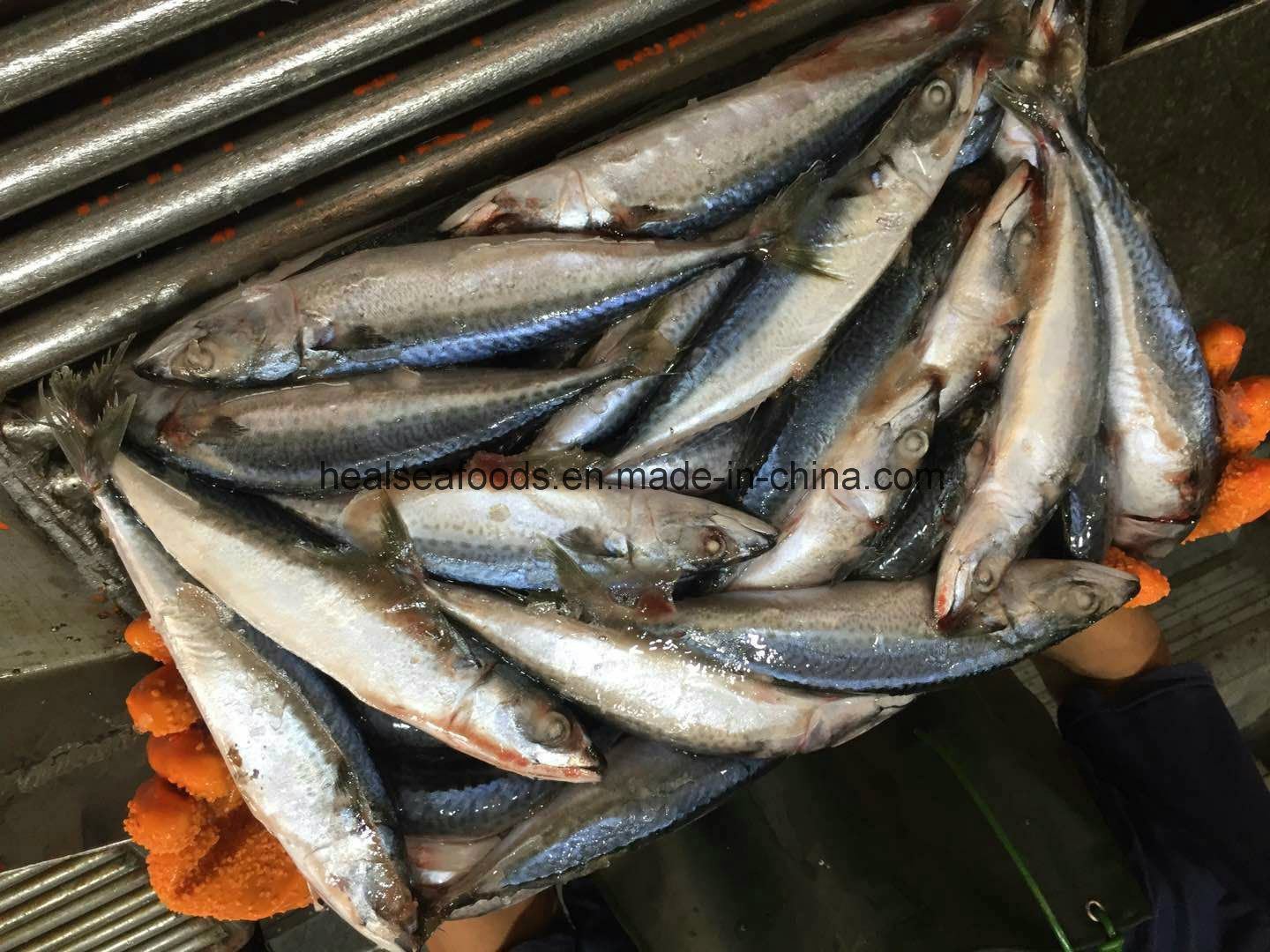New Landing Pacific Mackerel Fish for Dar Es Salaam Transit to Congo