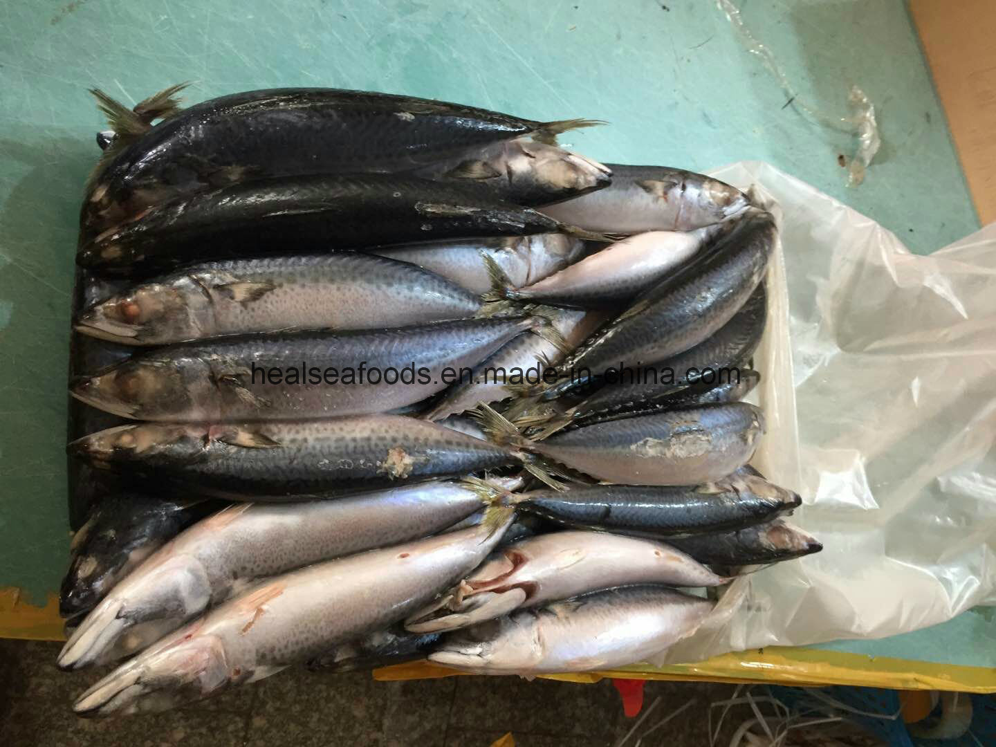 New Landing Pacific Mackerel Fish for Dar Es Salaam Transit to Congo