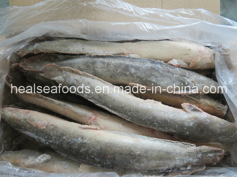 Frozen Catfish Whole Round Exported to Africa