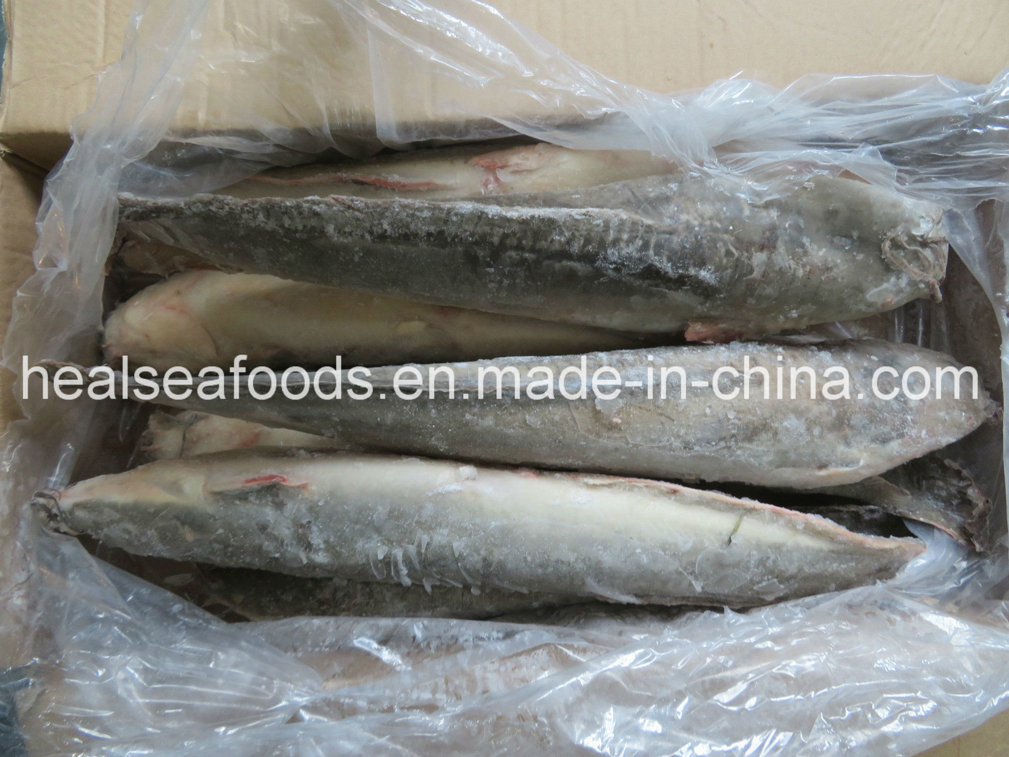 Frozen Catfish Whole Round Exported to Africa