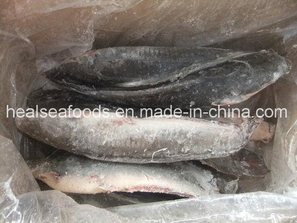 Frozen Catfish Whole Round Exported to Africa