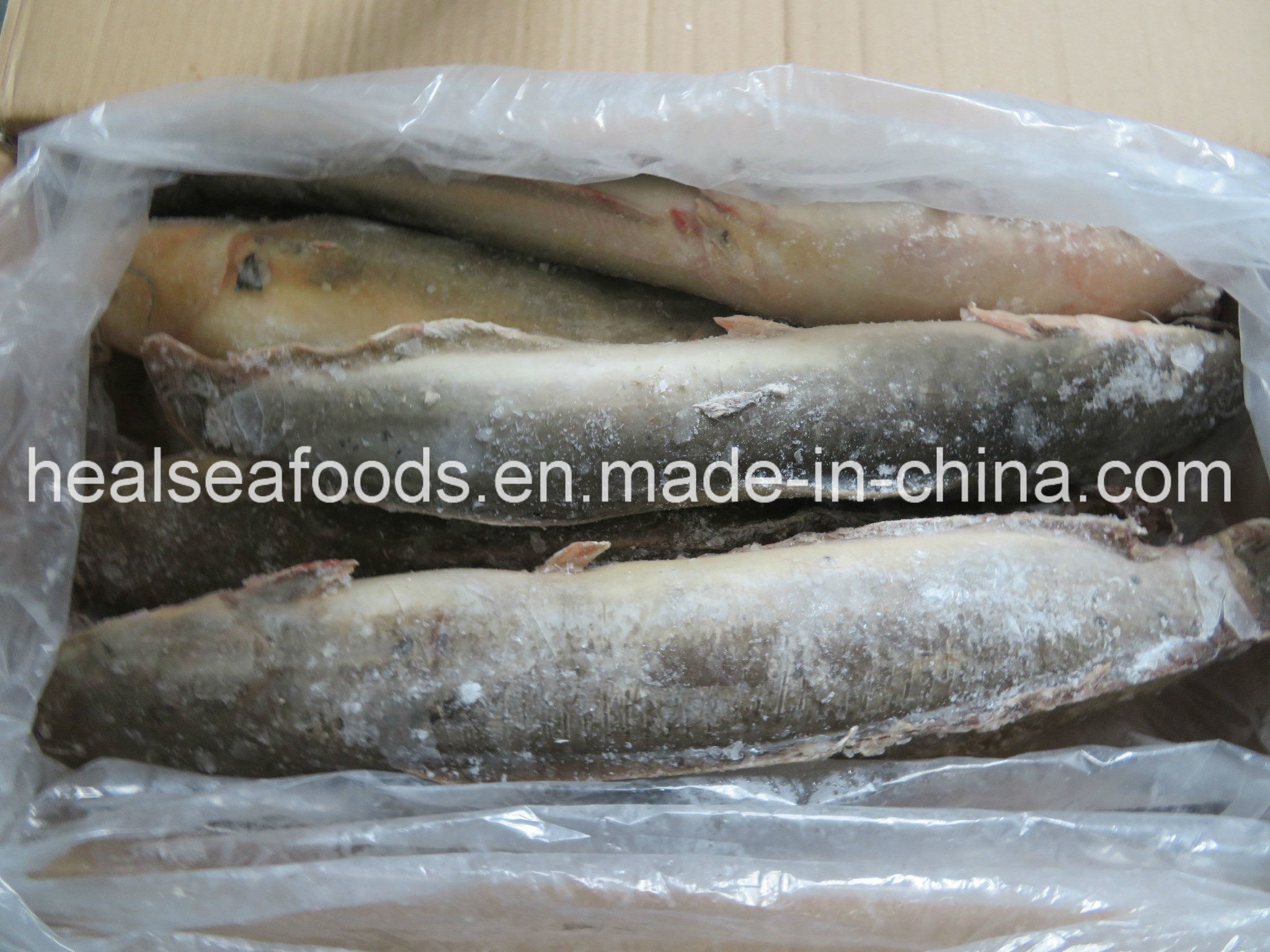 Frozen Catfish Whole Round Exported to Africa
