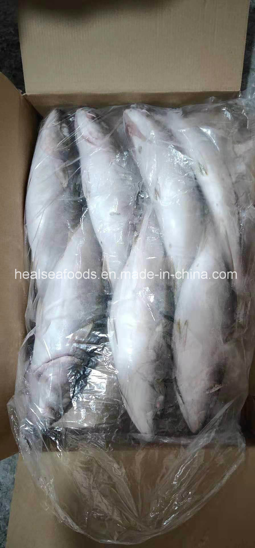 Frozen Yellow Tail 500 700g For Sale China Price Supplier 21food