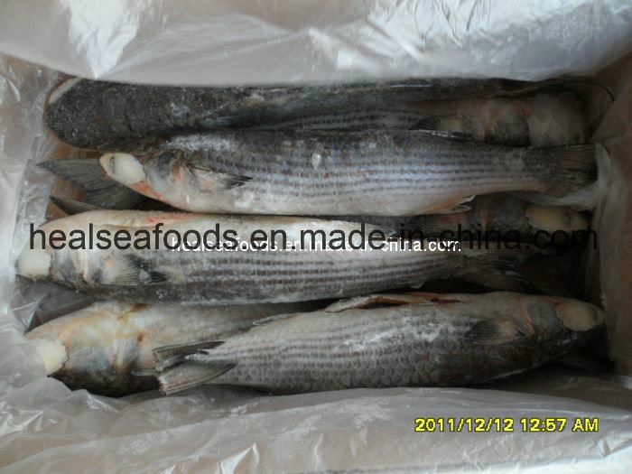 Frozen Grey Mullet Without Roe