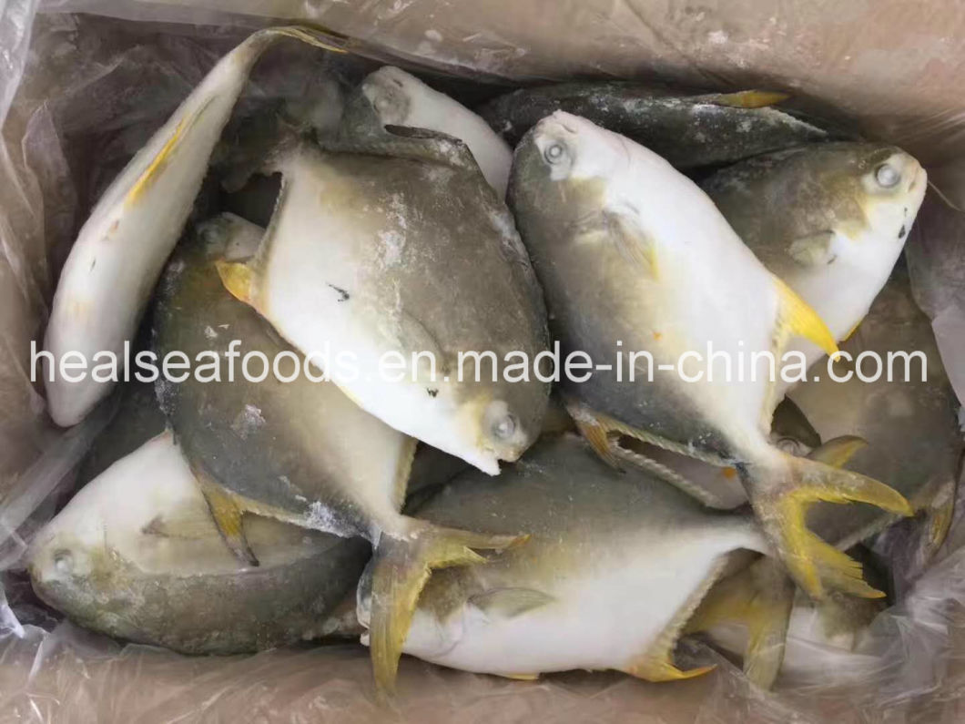 Good Quality Frozen Seafood Frozen Golden Pomfret Frozen Golden Pompano Fish