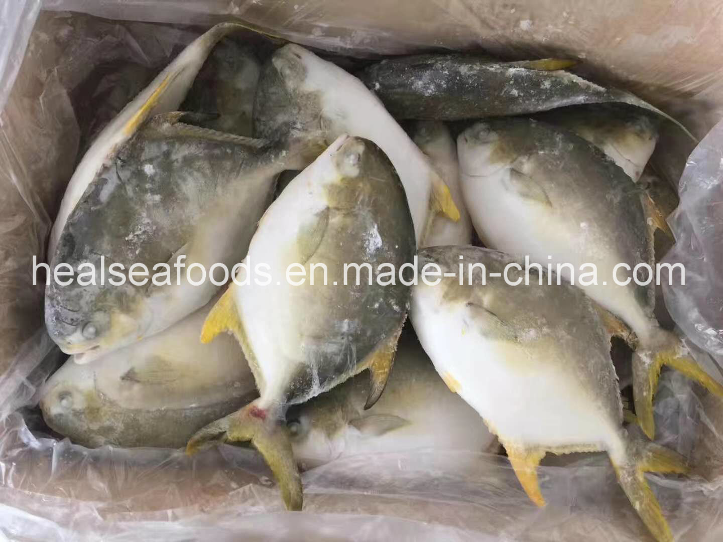 Good Quality Frozen Seafood Frozen Golden Pomfret Frozen Golden Pompano Fish