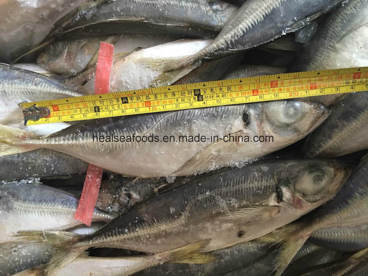 IQF Frozen Horse Mackerel Fish 20cm+,China Price Supplier - 21food