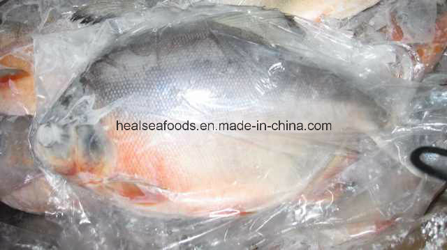 Frozen Red Pomfret+Red Pacu 500-1000g