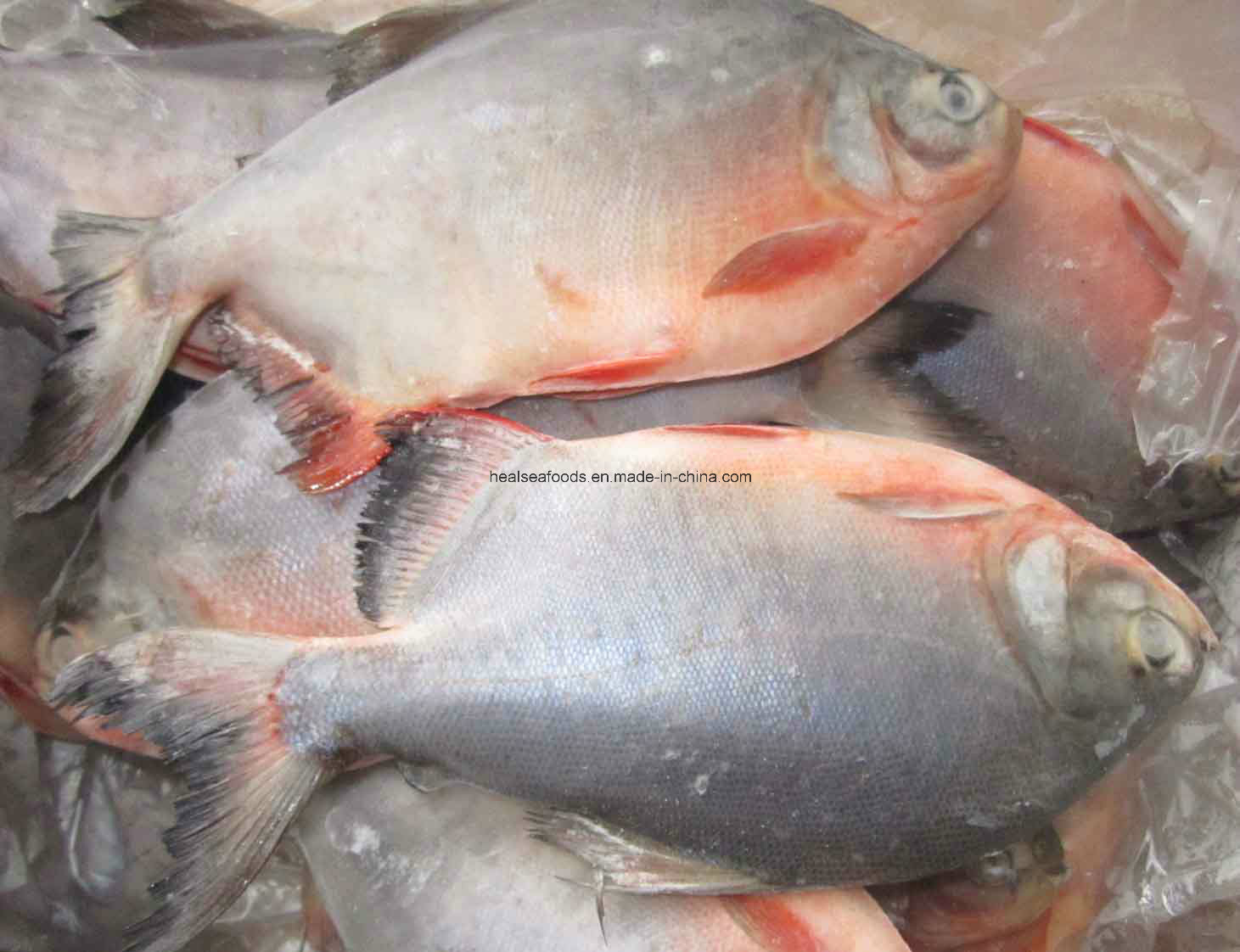 Frozen Red Pomfret+Red Pacu 500-1000g