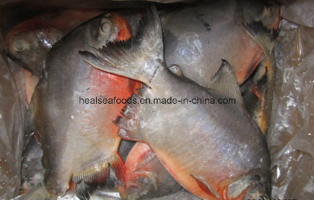 Frozen Red Pomfret+Red Pacu 500-1000g