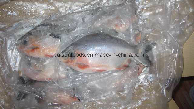 Frozen Red Pomfret+Red Pacu 500-1000g