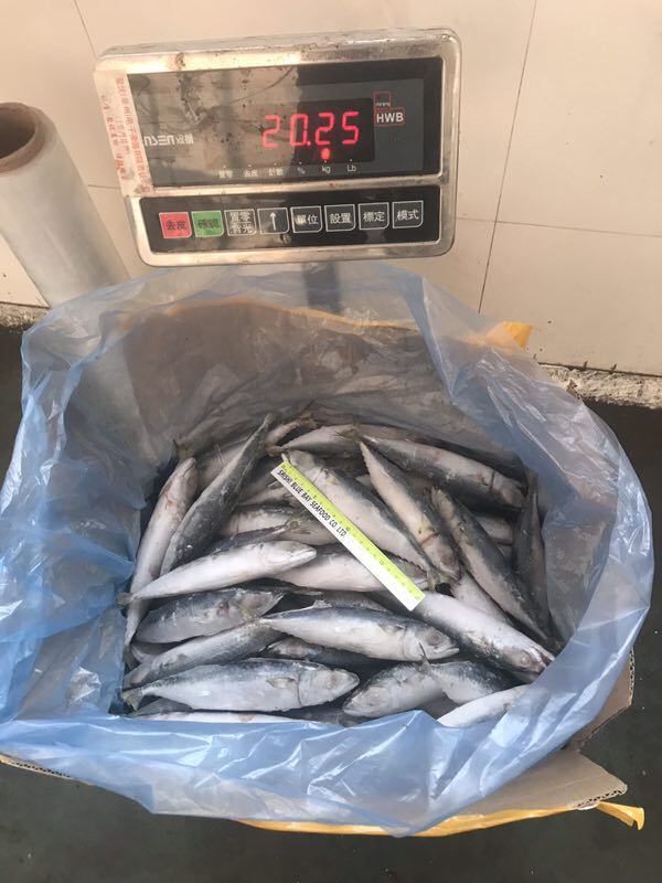 Good Specifications IQF Frozen Pacific Mackerel for Bait with Best Price