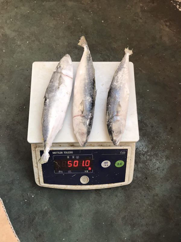 Good Specifications IQF Frozen Pacific Mackerel for Bait with Best Price