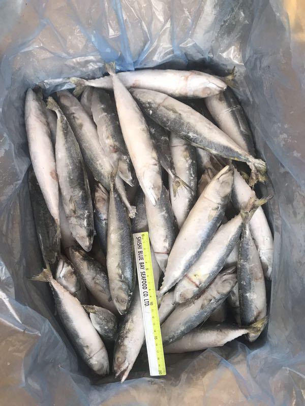 Good Specifications IQF Frozen Pacific Mackerel for Bait with Best Price