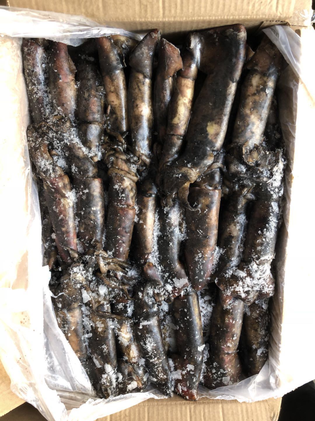 Jigger Catching Sea Frozen Squid for Bait,China price supplier - 21food