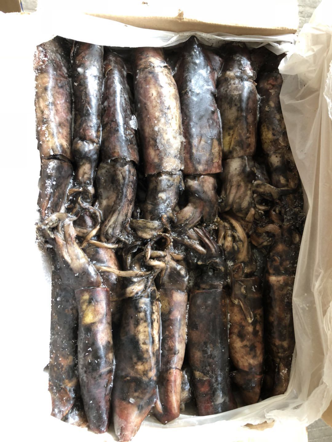 Jigger Catching Sea Frozen Squid for Bait,China price supplier - 21food