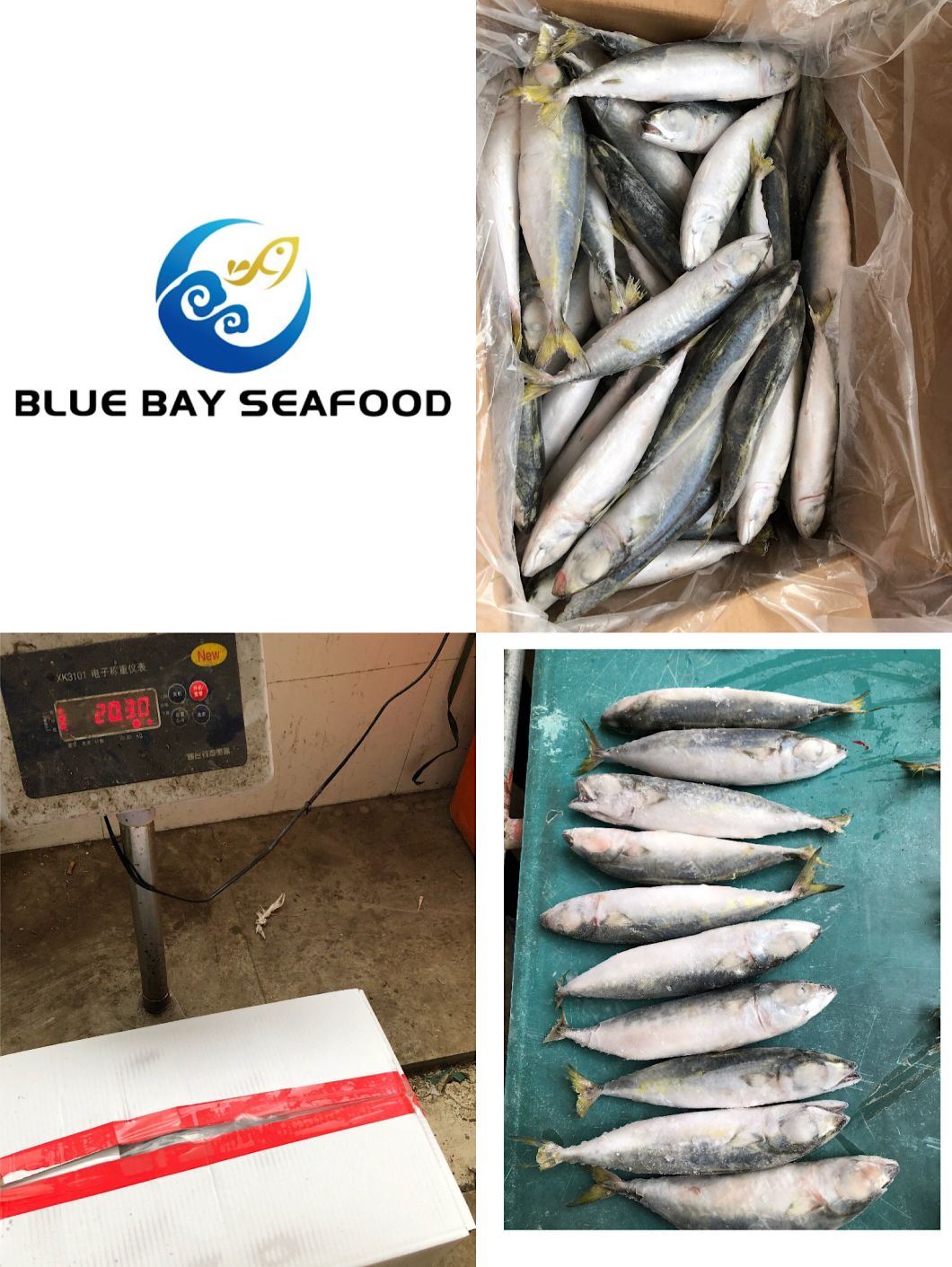 200-300g Frozen Pacific Mackerel Whole Fish for Sale Seafood