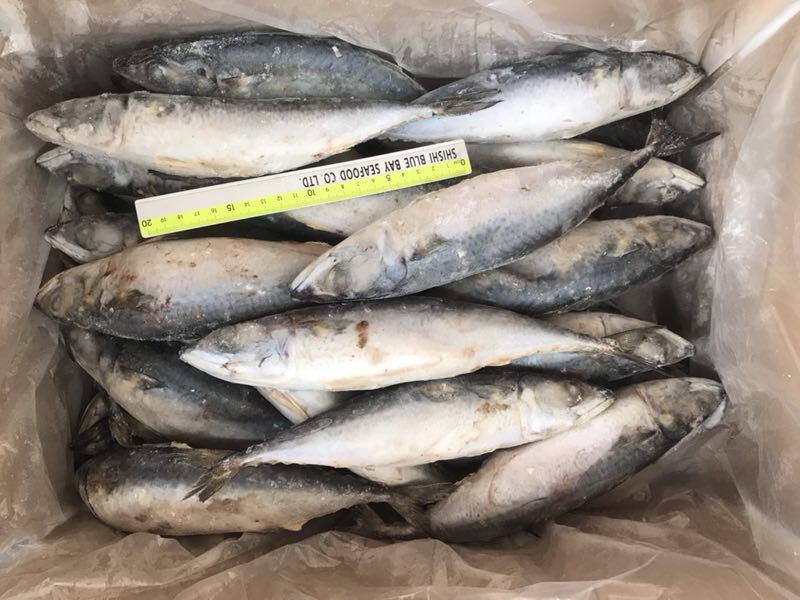 200-300g Frozen Pacific Mackerel Whole Fish for Sale Seafood