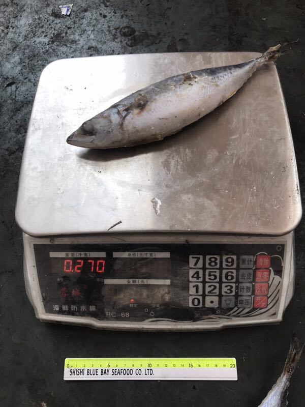 200-300g Frozen Pacific Mackerel Whole Fish for Sale Seafood
