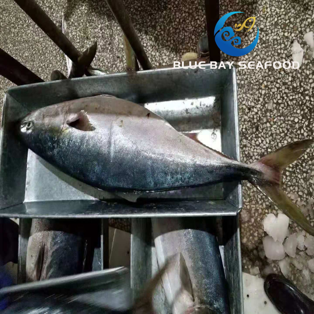 Supply Size 7-10 Kg IQF Frozen Yellow Tail Seriola Quinqueradiata/Seriola Lalandi