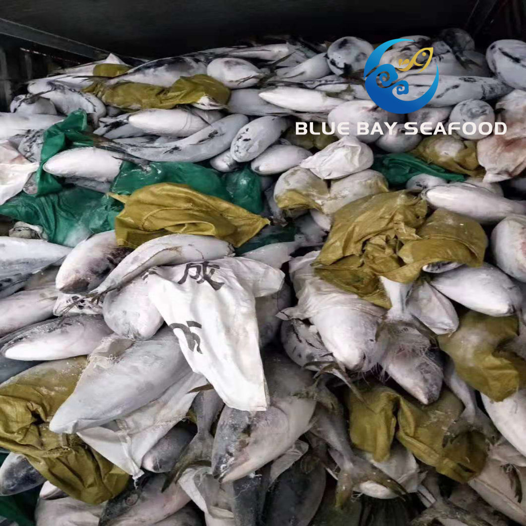 Supply Size 7-10 Kg IQF Frozen Yellow Tail Seriola Quinqueradiata/Seriola Lalandi