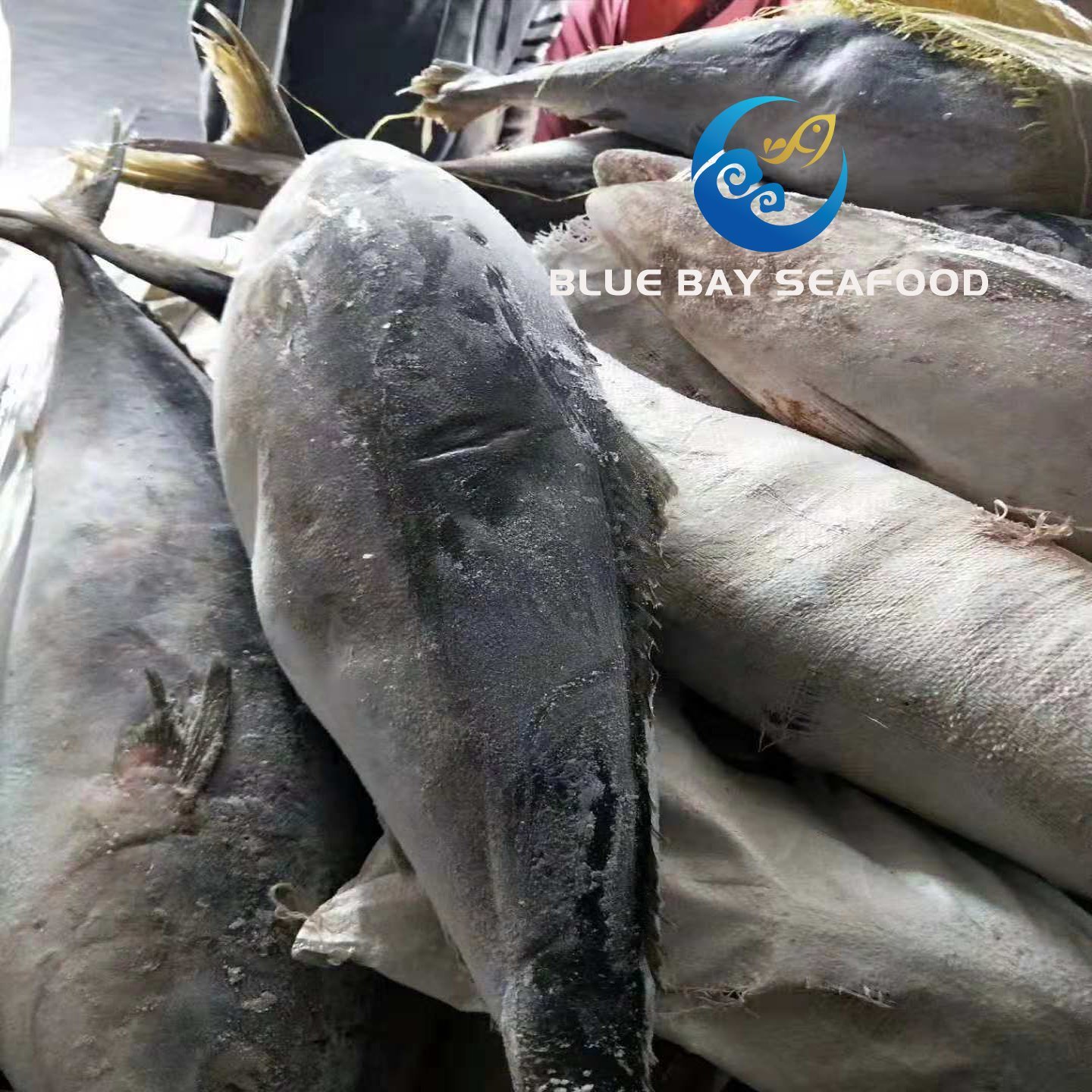 Supply Size 7-10 Kg IQF Frozen Yellow Tail Seriola Quinqueradiata/Seriola Lalandi
